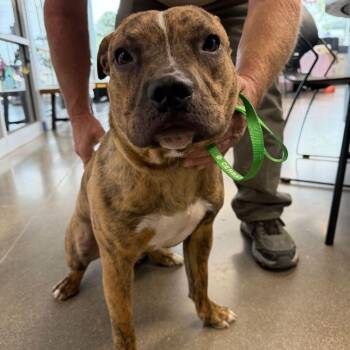 American Bulldog Dogs Available for Adoption - Diesel/honda | PetCurious