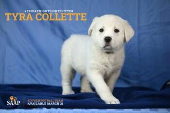 Great Pyrenees Dogs Available for Adoption - Tyra Collette | PetCurious