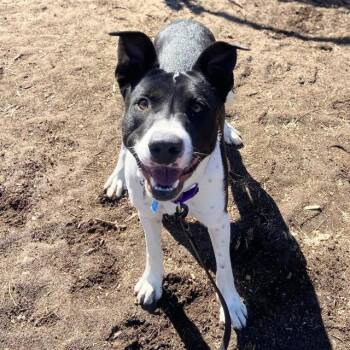 Border Collie and Mixed Breed Dogs Available for Adoption in Aurora, Colorado - BRISKET | PetCurious