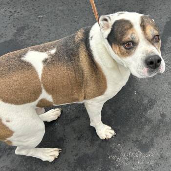 Pit Bull Terrier Dogs Available for Adoption - 70115 | PetCurious