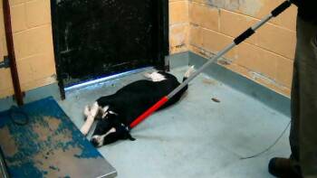 Pit Bull Terrier and Mixed Breed Dogs Available for Adoption in Tulsa, Oklahoma - EEYORE | PetCurious