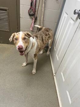 Moose -  Catahoula Leopard Dog Dog for Adoption in Hopkinsville, Kentucky - Moose | PetCurious