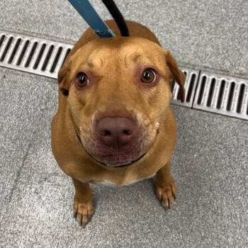 Rescue Mixed Breed Dogs for Adoption in Batavia, Ohio - Pumpkin | PetCurious