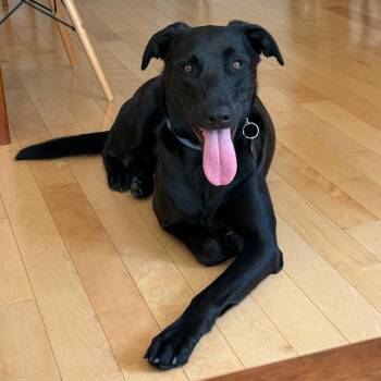 Black Labrador Retriever and Belgian Shepherd Malinois Dogs Available for Adoption - Obelix | PetCurious