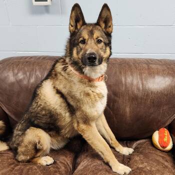German Shepherd Dog and Husky Dogs Available for Adoption in Marshfield, Wisconsin - Rocky | PetCurious