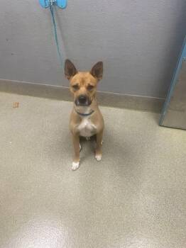 Shiba Inu and Mixed Breed Dogs Available for Adoption - LINUS | PetCurious