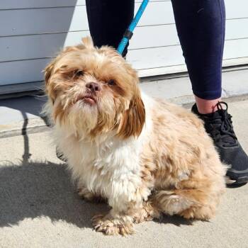 Toby -  Pekingese and Shih Tzu Dog for Adoption in Prospect, Kentucky - Toby | PetCurious