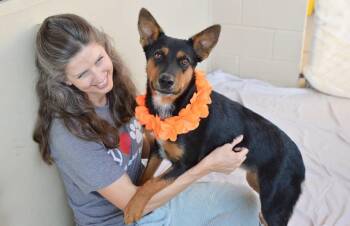 Swedish Fish -  Doberman Pinscher Dog for Adoption in Mckinney, Texas - Swedish Fish | PetCurious