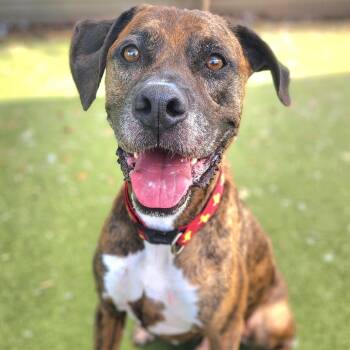 Bodie -  Boxer and Labrador Retriever Dog for Adoption in Austin, Texas - Bodie | PetCurious