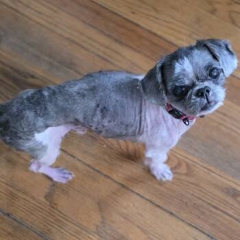 Rescue Shih Tzu Dogs for Adoption in Wheaton, Illinois - Chaplin | PetCurious