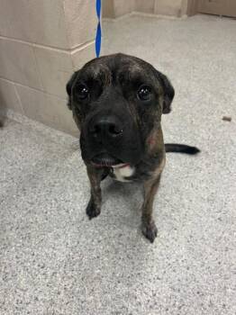 Rescue Plott Hound and Mixed Breed Dogs for Adoption in Conroe, Texas - EASY | PetCurious