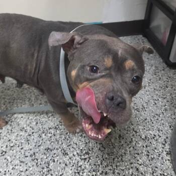Aughra -  American Bully Dog for Adoption in Lakeland, Florida - Aughra | PetCurious