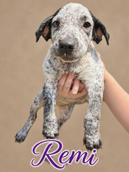 Remi -  Australian Cattle Dog Blue Heeler Dog for Adoption in Manchester, Connecticut - Remi | PetCurious