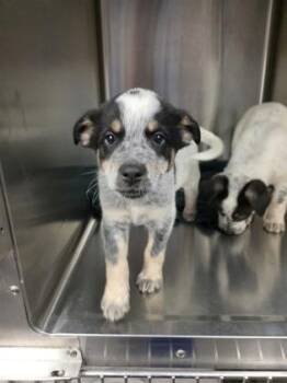 Cattle Dog and Mixed Breed Dogs Available for Adoption in Beatrice, Nebraska - Cricket | PetCurious