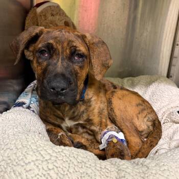 Cane Corso and Bullmastiff Dogs Available for Adoption - Kato | PetCurious