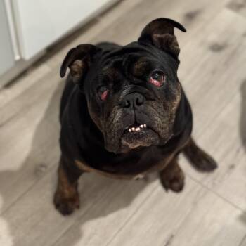 Rescue English Bulldog Dogs for Adoption in Torrance, California - Mochi | PetCurious