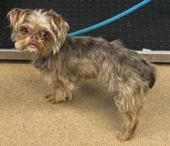 Amanatsu -  Mixed Breed Dog for Adoption in Chamblee, Georgia - Amanatsu | PetCurious
