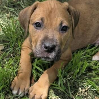 Cane Corso and Pit Bull Terrier Dogs Available for Adoption in Bryan, Texas - Enzo | PetCurious