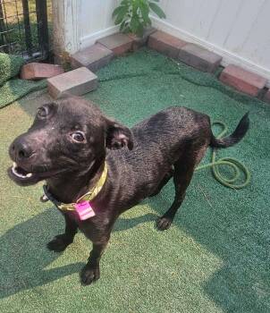 Shelly -  Miniature Pinscher Dog for Adoption in Plainfield, Illinois - Shelly | PetCurious