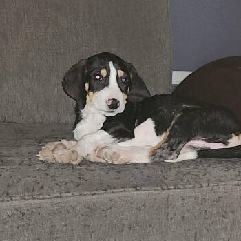 Rescue Coonhound Dogs for Adoption in Plainfield, Illinois - Jasper | PetCurious