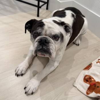 English Bulldog and Labrador Retriever Dogs Available for Adoption - Moo | PetCurious