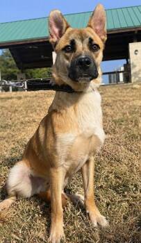 Banks -  Shepherd and Mixed Breed Dog for Adoption in San Antonio, Texas - Banks | PetCurious