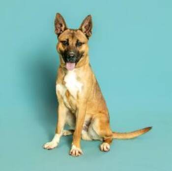 Fallon -  German Shepherd Dog and Mixed Breed Dog for Adoption in Cincinnati, Ohio - Fallon | PetCurious