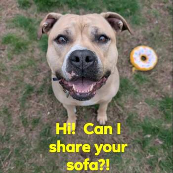 Pit Bull Terrier Dogs Available for Adoption in North Kingstown, Rhode Island - Alaska | PetCurious