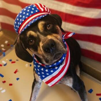 Everett -  American Bulldog and Hound Dog for Adoption in Hinesville, Georgia - Everett | PetCurious