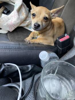 Paco -  Chihuahua Dog for Adoption in Miami Gardens, Florida - Paco | PetCurious