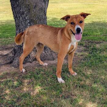 Jasmine -  Labrador Retriever and Mixed Breed Dog for Adoption in Austin, Texas - Jasmine | PetCurious