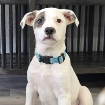 Labrador Retriever and Australian Shepherd Dogs Available for Adoption - Monterey The Lab Mix Puppy | PetCurious