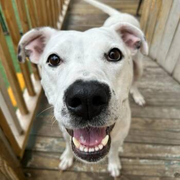 Gaia -  Catahoula Leopard Dog and Pit Bull Terrier Dog for Adoption in Abbotsford, British Columbia - Gaia | PetCurious