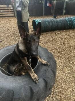 Niko FKA Nacho located in WA -  Dutch Shepherd and German Shepherd Dog Dog for Adoption in Imlay City, Michigan - Niko FKA Nacho Located In WA | PetCurious