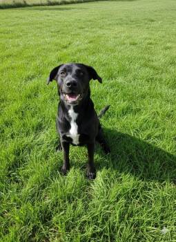 Labrador Retriever and Border Collie Dogs Available for Adoption - Cowboy Charlie | PetCurious