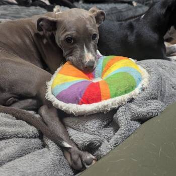 Twilight Sparkles -  Pit Bull Terrier Dog for Adoption in Beulaville, North Carolina - Twilight Sparkles | PetCurious