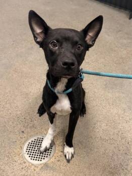 Zatanna -  Border Collie Dog for Adoption in Cleveland, Ohio - Zatanna | PetCurious