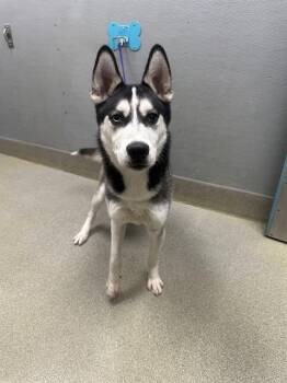 Siberian Husky Dogs Available for Adoption in Las Vegas, Nevada - BILLY | PetCurious