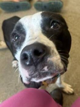 Morty -  Pit Bull Terrier Dog for Adoption in Cleveland, Ohio - Morty | PetCurious