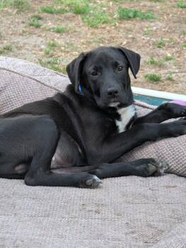 Labrador Retriever Dogs Available for Adoption in Oceanport, New Jersey - Brooks | PetCurious