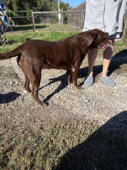 Holly -  Labrador Retriever Dog for Adoption in Rockport, Texas - Holly | PetCurious