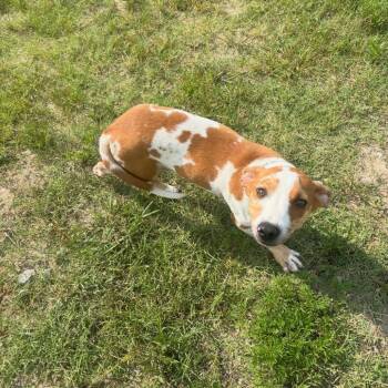 Angus -  Labrador Retriever and Mixed Breed Dog for Adoption in North Charleston, South Carolina - Angus | PetCurious