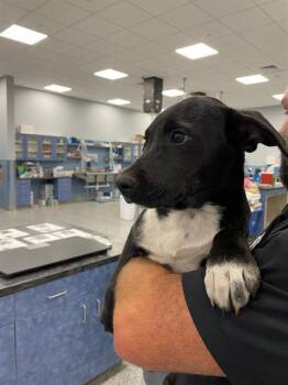 Mixed Breed Dogs Available for Adoption in Palmetto, Florida - REX | PetCurious
