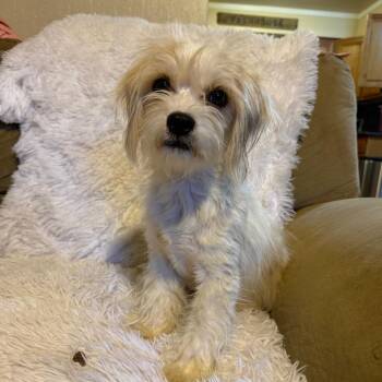 Electra -  Poodle and Maltese Dog for Adoption in Chico, California - Electra | PetCurious