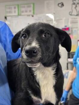 Mixed Breed Dogs Available for Adoption - Cowl | PetCurious