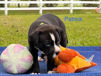 Patrick -  Labrador Retriever and Pit Bull Terrier Dog for Adoption in Valley Park, Oklahoma - Patrick | PetCurious