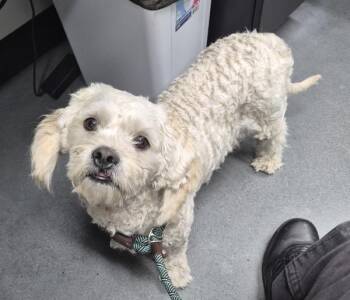 Pen 212c -  Maltese Dog for Adoption in Lawrenceville, Georgia - Pen 212c | PetCurious