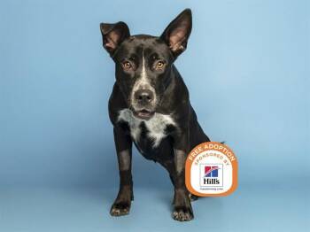 TALLULAH -  Pit Bull Terrier and Mixed Breed Dog for Adoption in Phoenix, Arizona - TALLULAH | PetCurious