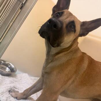 CARBAH -  Mixed Breed Dog for Adoption in Memphis, Tennessee - CARBAH | PetCurious