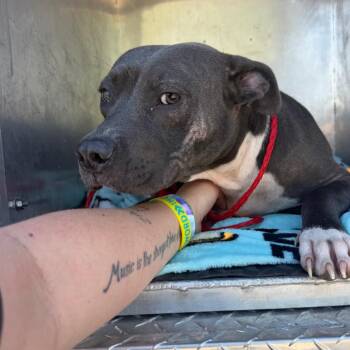 Molly-Fox8 -  Pit Bull Terrier Dog for Adoption in Greensboro, North Carolina - Molly-Fox8 | PetCurious